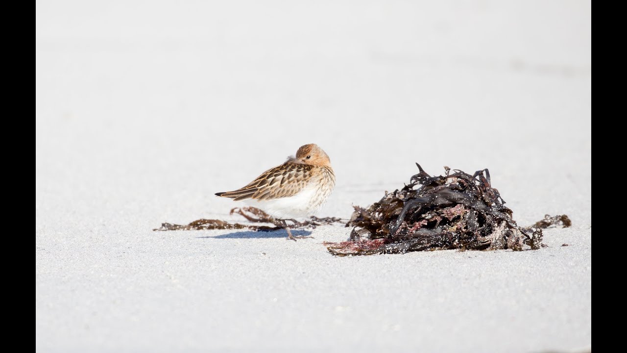 RSPB Balranald in Outer Hebrides