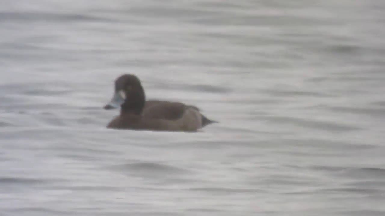 Scaup (aythya marila) nature kpop