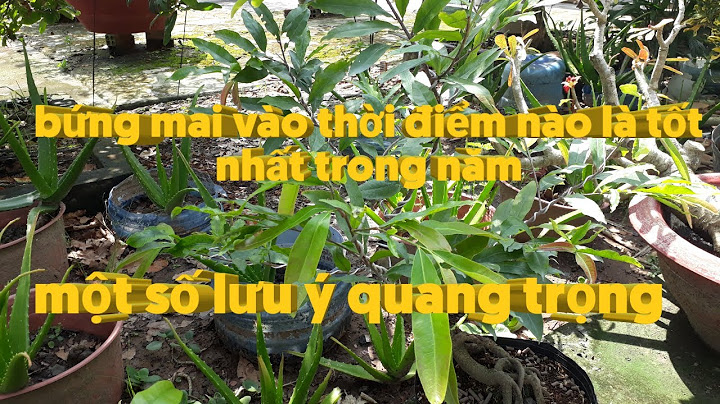 Bứng mai vào tháng nào là tốt nhất