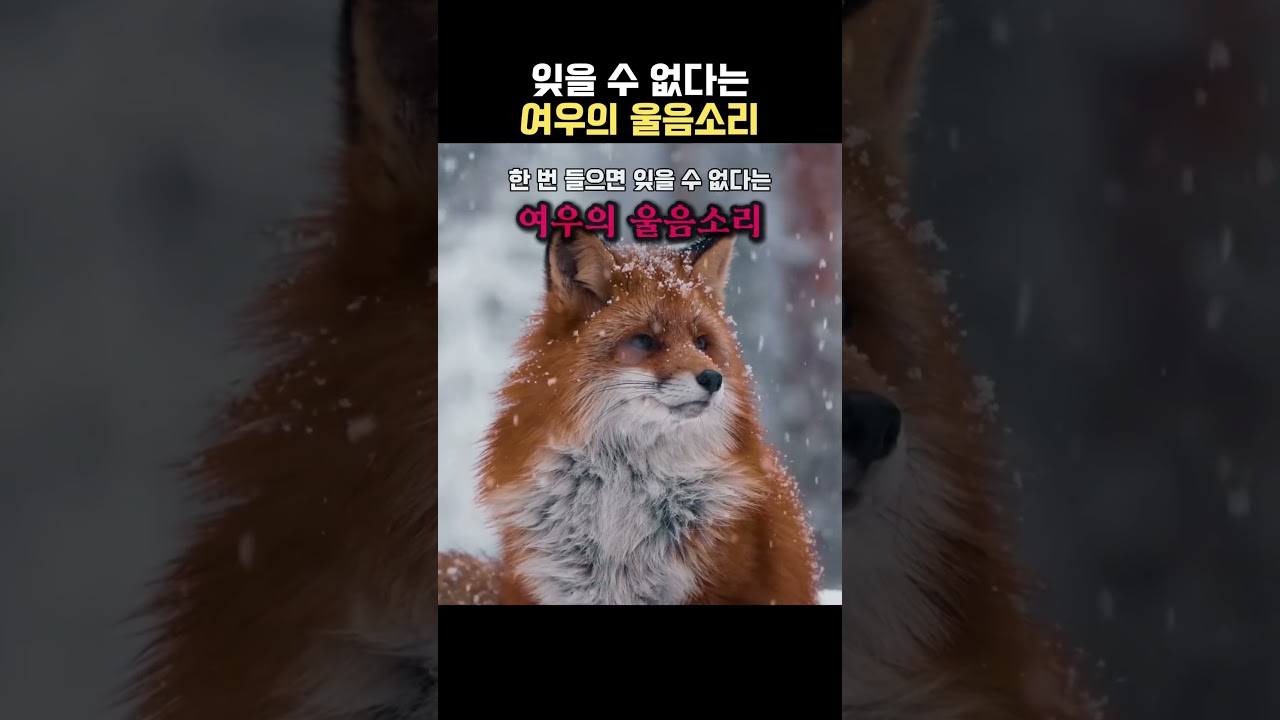 여우는 어떻게 울까?