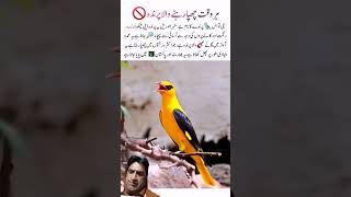 The Golden Oriole Always Hidden Wonder Of Gods Creation