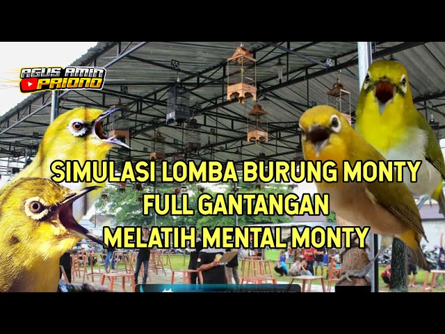 SIMULASI LOMBA KELAS  PLECI MONTY FULL GANTANGAN MELATIH MENTAL PLECI MONTY DAN RESPON NGALAS NEMBAK class=