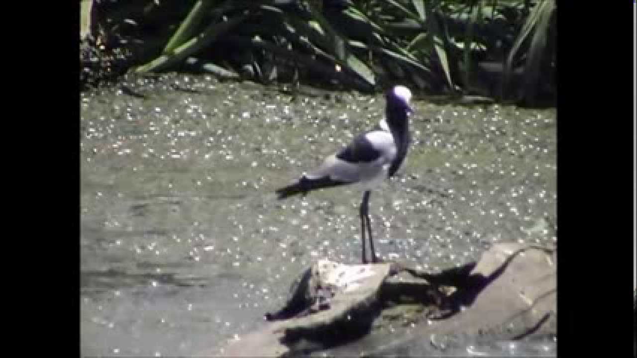 czajka srokata (Vanellus armatus), Blacksmith Lapwing, Bontkiewiet