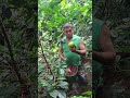 cojiendo café en la finca con mi hijo las bendiciones del campo #parati