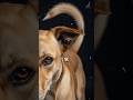 Se o Rabo do Seu Cachorro Estiver Assim, CUIDADO! #cachorro #comportamentocanino