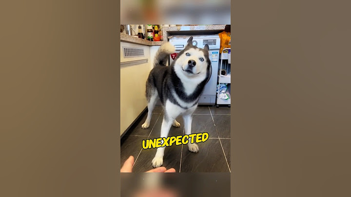 Husky Hybrids expect the unexpected#animals #dog #husky #mix #interesting