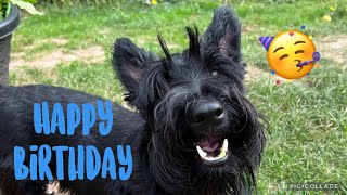 Scottish Terrier ‘Rory’ | Happy 2nd Birthday🎈 by Ruby and Rory 2,803 views 1 year ago 5 minutes, 15 seconds