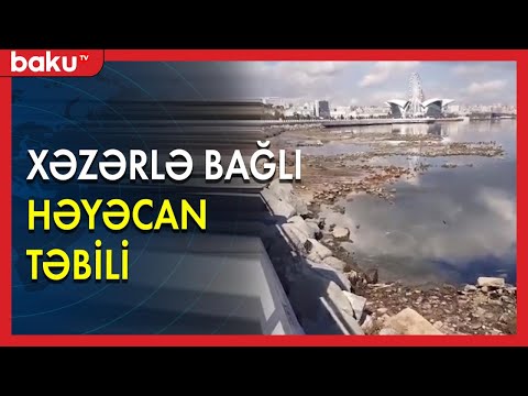 Video: Qorçak: Bu Hansı Göbələkdir Və Yeyə Bilərsinizmi?