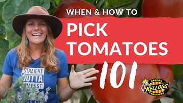 When & How to Harvest Tomatoes 🍅