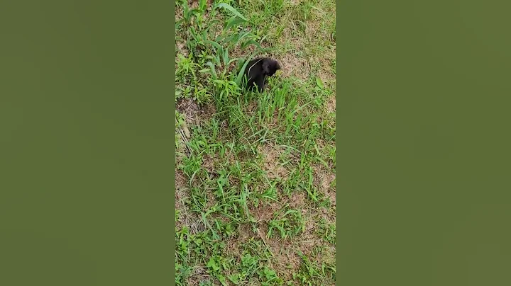 Watch the video about Black kitten 😸 (Bombay Cat) playing in grass