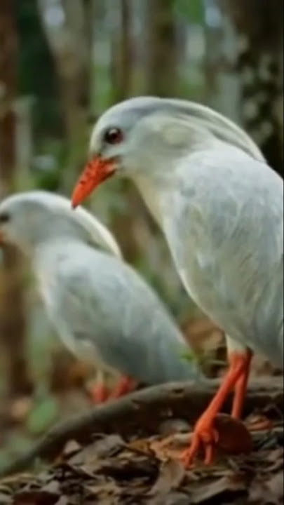 kagu burung langka
