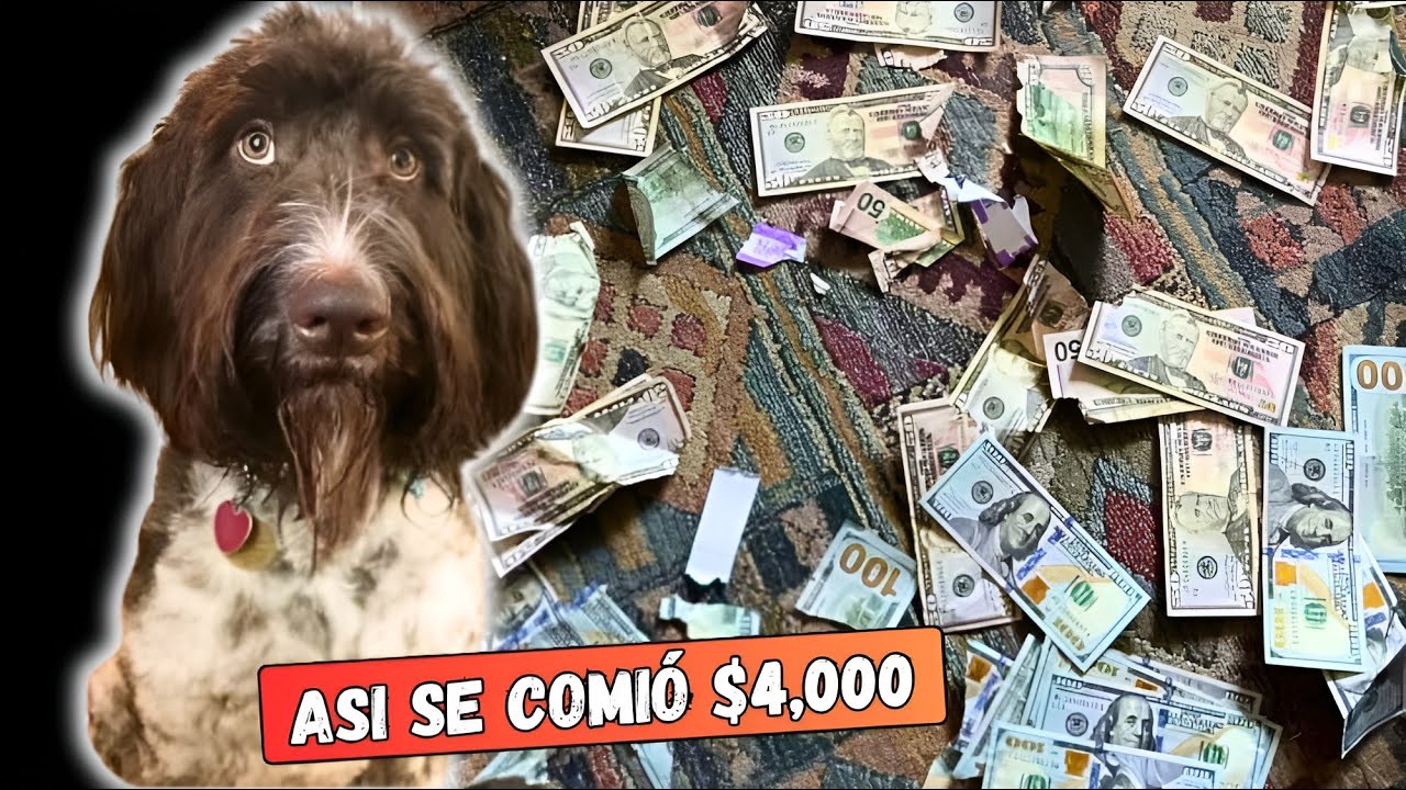 as-fue-como-este-perro-familiar-se-come-4-000-dolares-en-efectivo