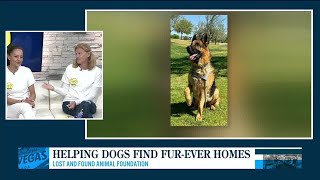Helping large dogs find fur-ever homes