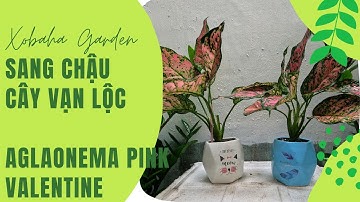 Sang Chậu cây Vạn Lộc | Aglaonema Pink Valentine repotting