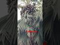palm tree and fruits//#shorts