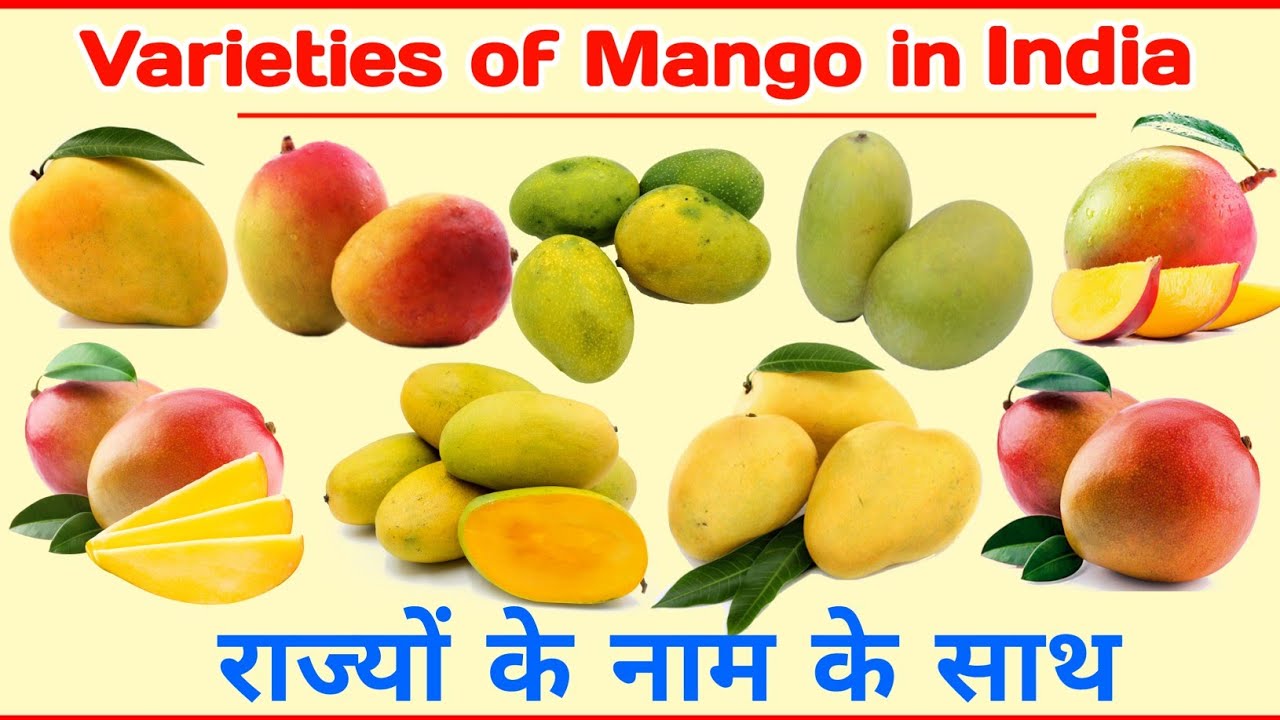 Mango Name | Different Types of Mango | Name of Mango | Indian Mango ...