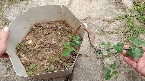 Cách Khắc Phục Cây  Hoa Cúc Cổ Sơn La Bị Gãy