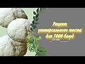 Рецепт универсального теста для 1000 блюд. (_Strela____1)