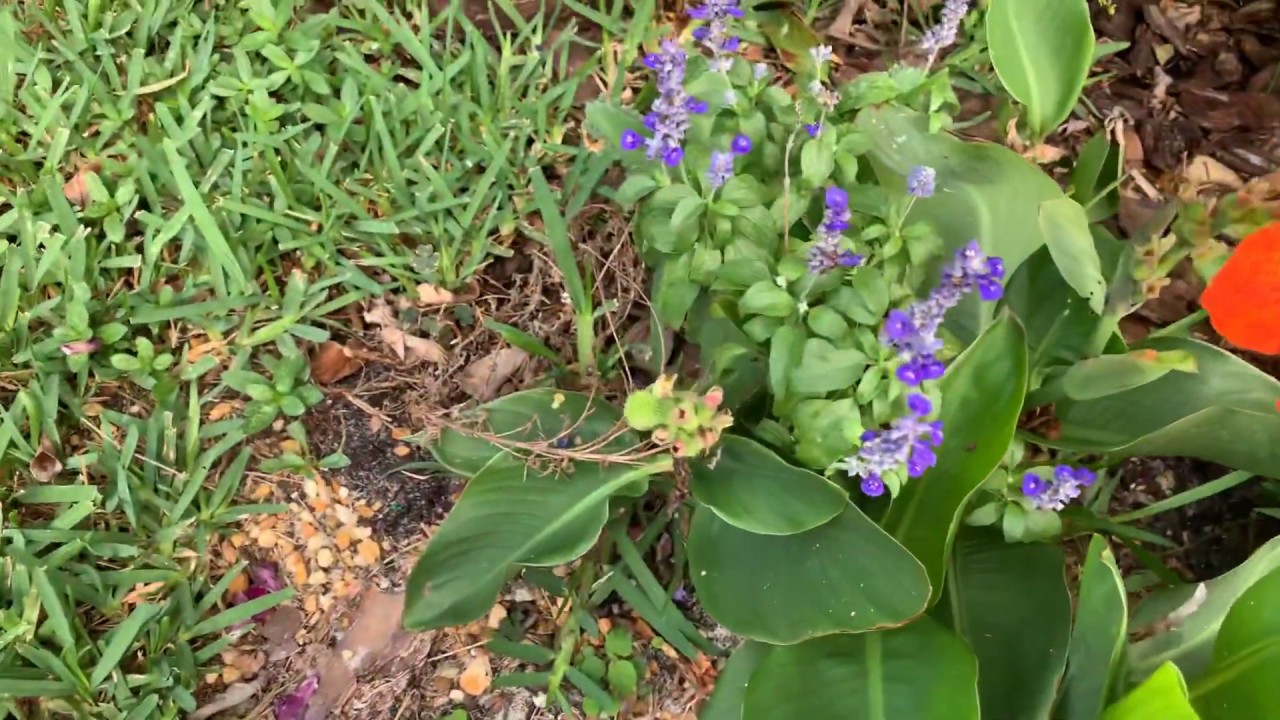Spagirl's Secret Garden Smoothie Break