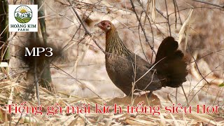 Tiếng gà mái rừng gọi trống | File MP3 chuẩn XIN