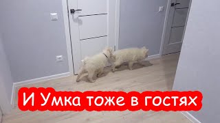 VLOG Катя ночует у Насти