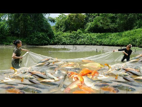 Drag Net To Harvesting A Lot Of Fish | Use 3-wheeled Vehicle To Transport Many Fish Go To Sell