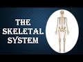 The Skeleton system part 1 #skeleton