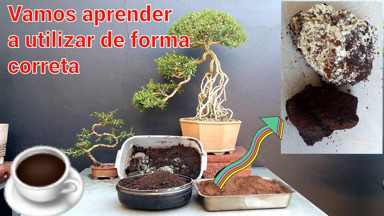 Como transformar a borra de café em adubo