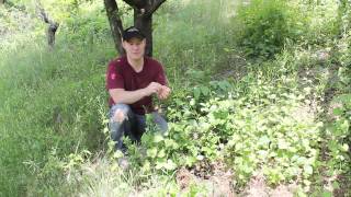 In this video you'll learn how to identify and eat garlic mustard
(alliaria petiolata). is a biennial flowering plant the family th...