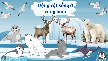 Các Loài Động Vật Sinh Sống Ở Vùng Lạnh | Bé học tiếng anh | Animals for kids