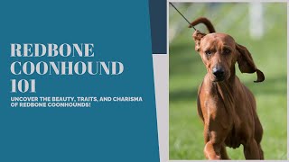 ❤️🐶Redbone Coonhounds 101: Exploring A Comprehensive Guide to Understanding the breed❤️🐾