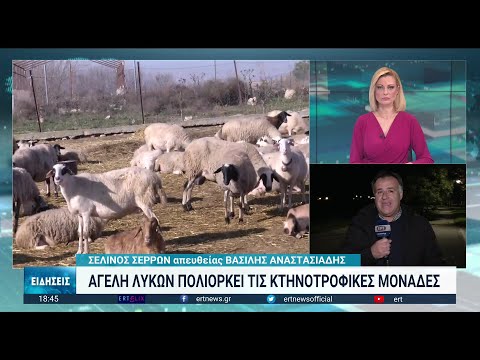 Σφελινός Σερρών: Τρομοκρατημένοι οι κτηνοτρόφοι από τις επιθέσεις αγέλης λύκων | 04/01/2023 | ΕΡΤ