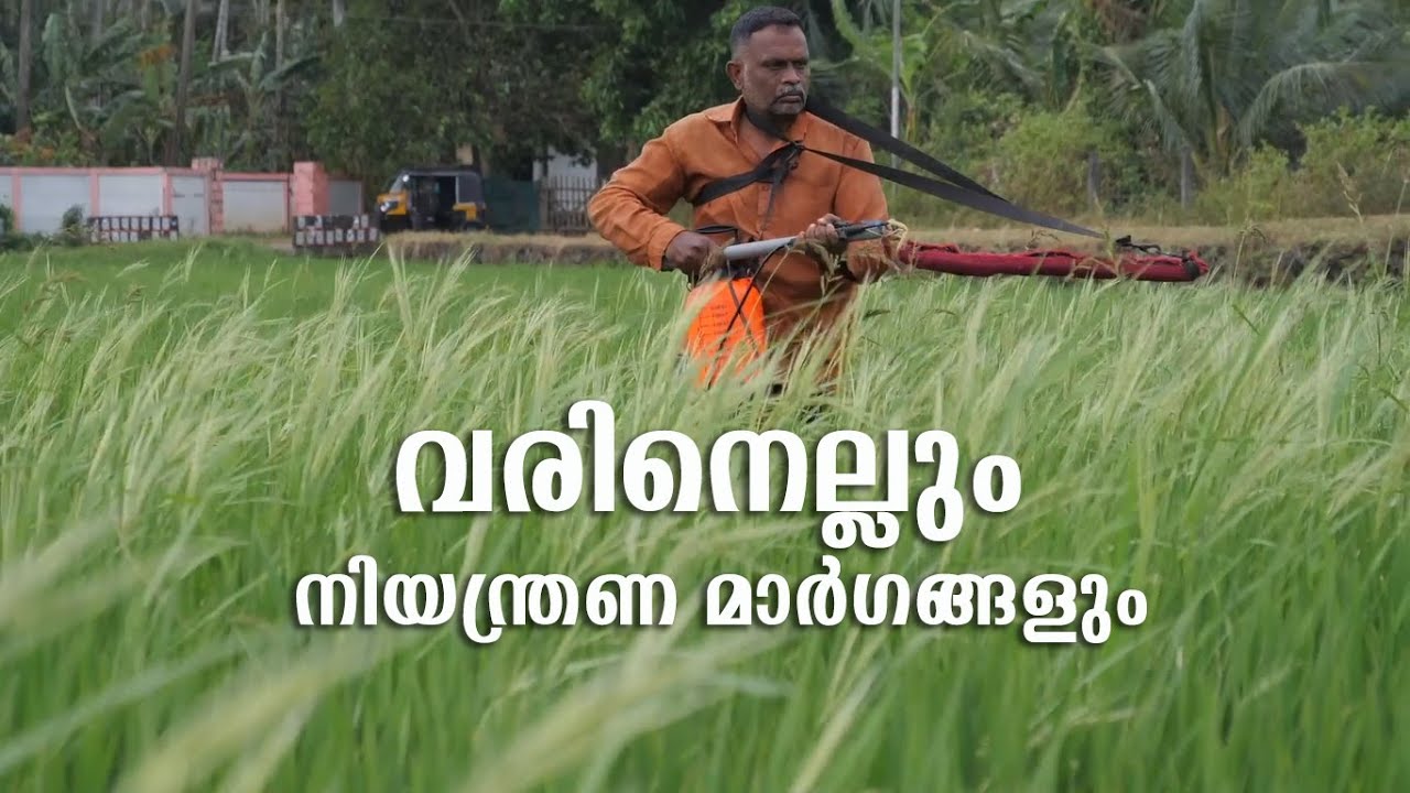 വരിനെല്ലും നിയന്ത്രണ മാർഗങ്ങളും | Weedy rice and its  Management