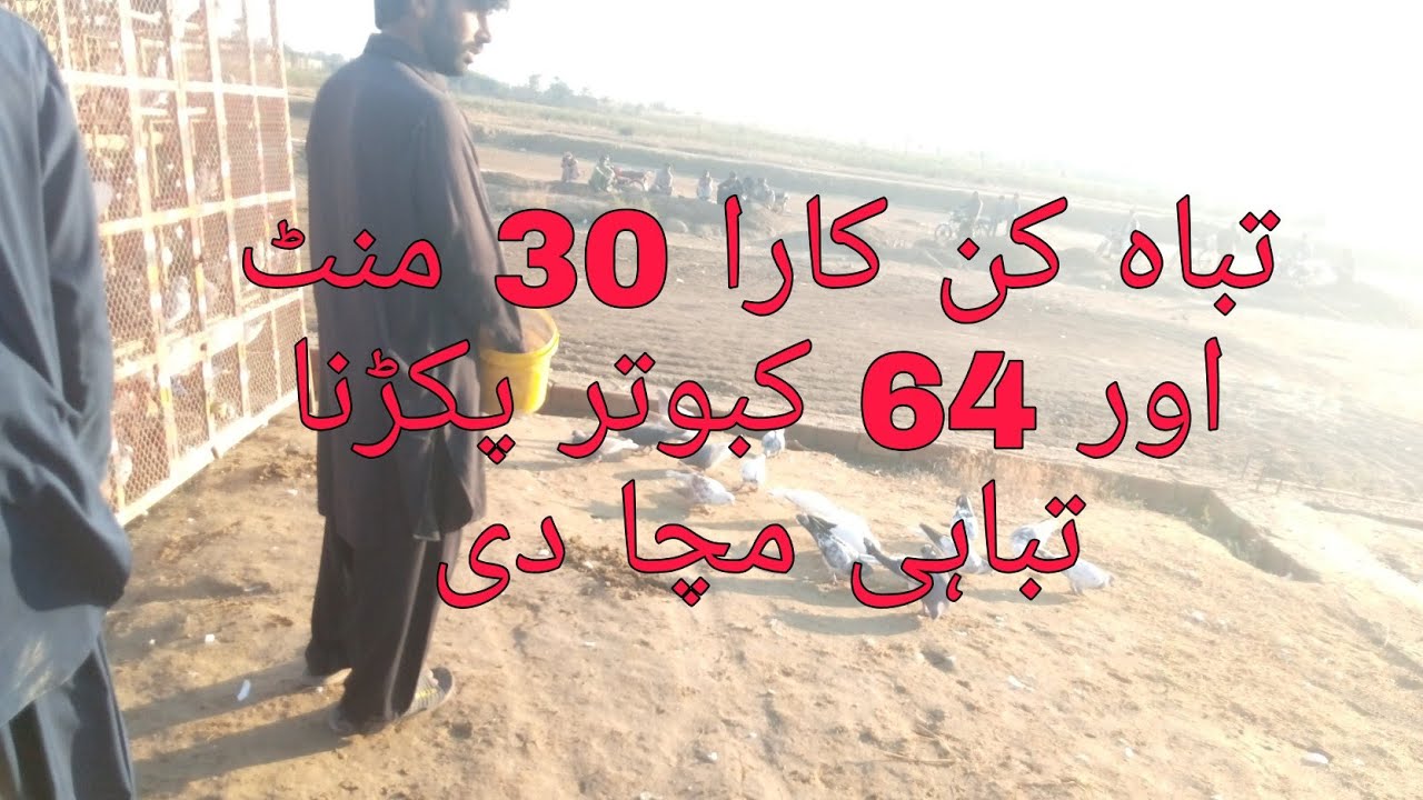 Tarkhi Kabutar Bazi Aur Tabah kun Kabutron Ka karaa(کبوتر بازی )#kabutarbazi#Peigonslover کوتر