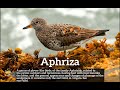 How Does Aphriza Look? | How to Say Aphriza in English? | What is Aphriza?