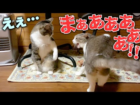 ブチギレて喧嘩中にサイレンみたいに叫ぶネコが怖すぎるwwww