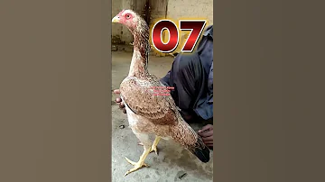 Top 10 Fighter Aseel Hen S Top 10 Aseel Breeder Hen Aseel Hen In Pakistan Chicken Birds Pets 