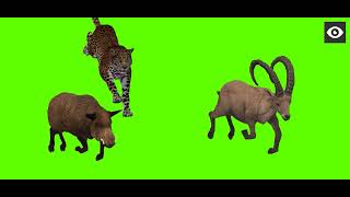 jaguar free green screen animal attack animasi bergerak