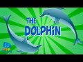 The Dolphin | Educational Video for Kids.