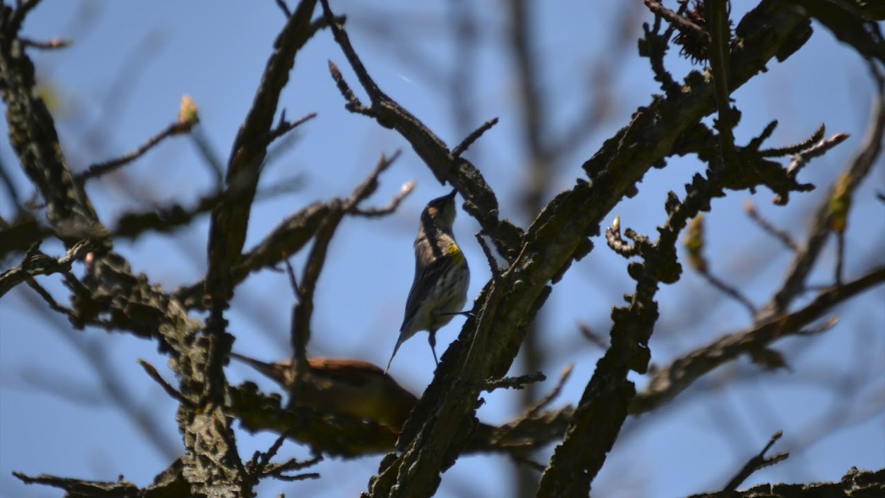 Warblers for Beginners
