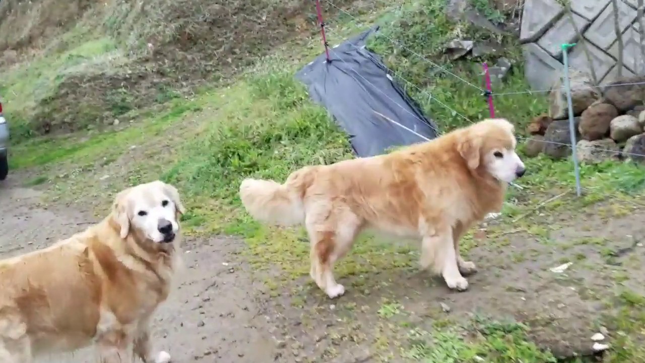 癒し動画 うさぎ Golden retriever rushing to a female dormitory (chicken coop)