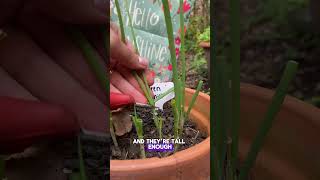 Why You Should Grow Green Onions Harvest In Just Weeks