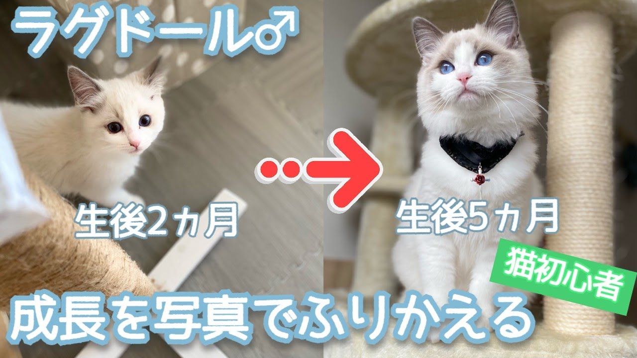 猫初心者】ラグドール♂の成長をふりかえる（生後2ヶ月～5ヶ月