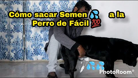 ¿Cómo es la eyaculacion de un perro?