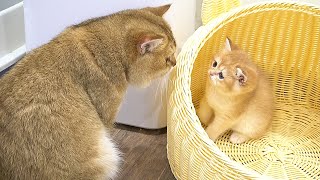 Dad Cat approaching the kitten Coffee to look at it closely and wash it was so cute by Lovely Kitten 5,568 views 1 month ago 8 minutes, 18 seconds