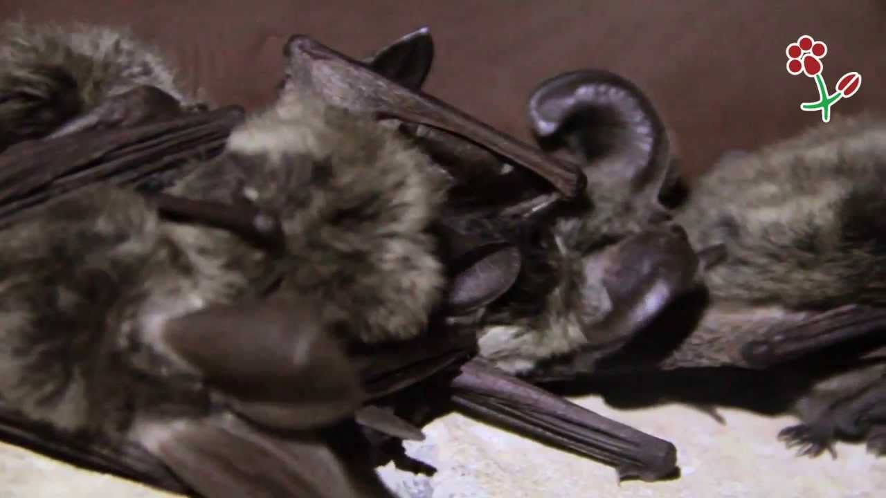 Bat dreams in Monte Rufeno YouTube