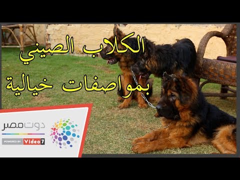 فيديو: سلالة الكلب الصيني المتوج هيبوالرجينيك ، الصحة والحياة