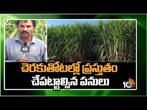 చెరకుతోటల్లో ప్రస్తుతం చేపట్టాల్సిన పనులు | Sugarcane Cultivation | Matti Manishi | 10TV - 10TVNEWSTELUGU