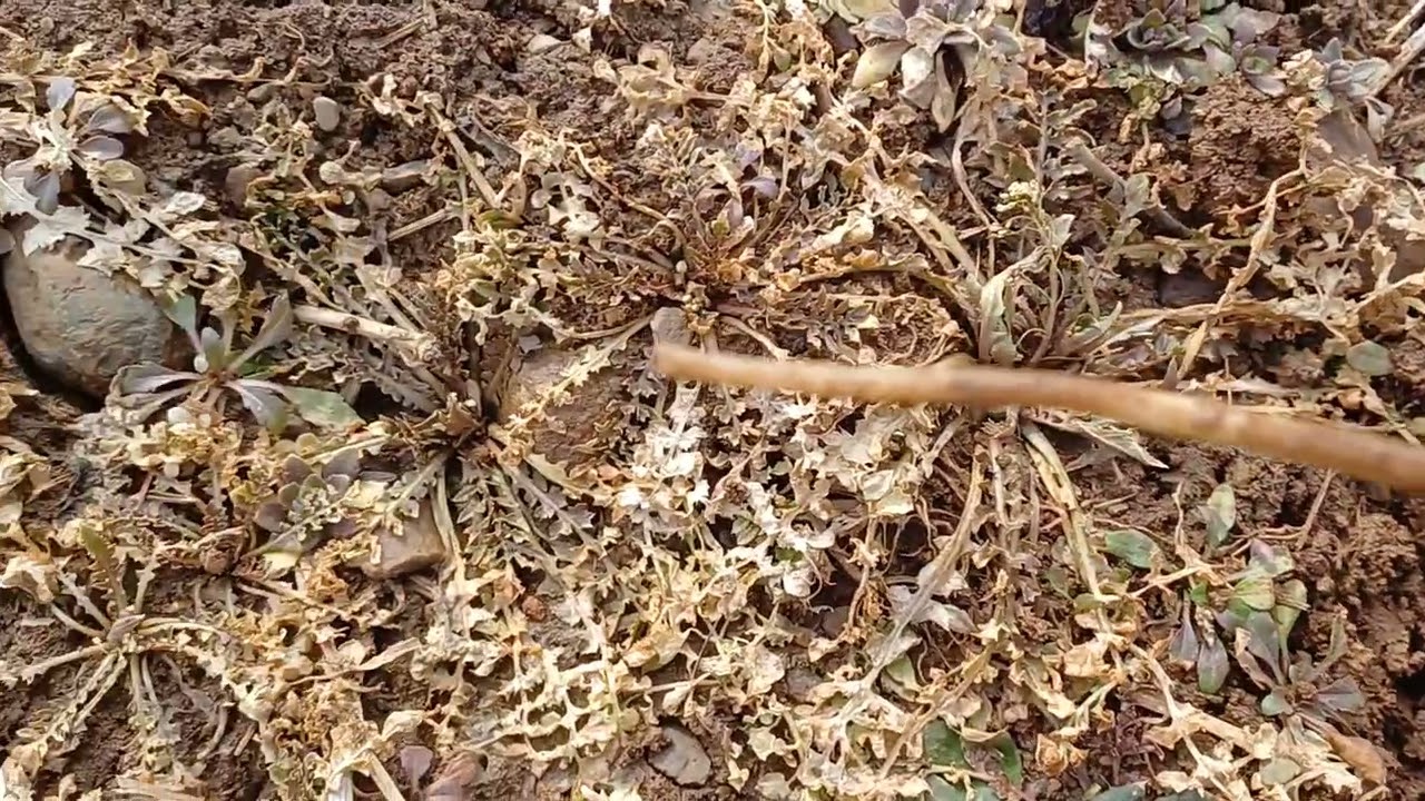 정선아지매야~ 오늘도 냉이캐러 왔구나?~^#겨울냉이#봄소식#뿌리냉이는보약