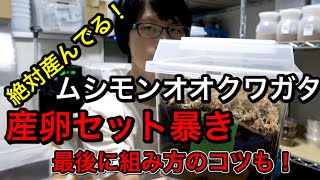 ヨーロッパに住む小さいオオクワガタの産卵セットを暴いた結果